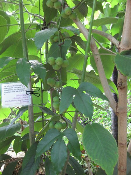 File:IMG 1748 hunt09oct.jpg