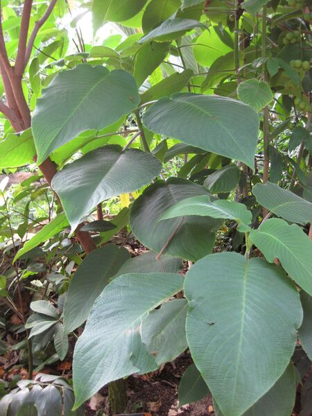 File:IMG 1749 hunt09oct.jpg