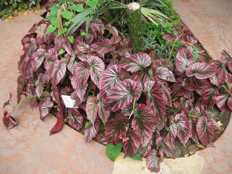 File:IMG 1751 hunt09oct.jpg