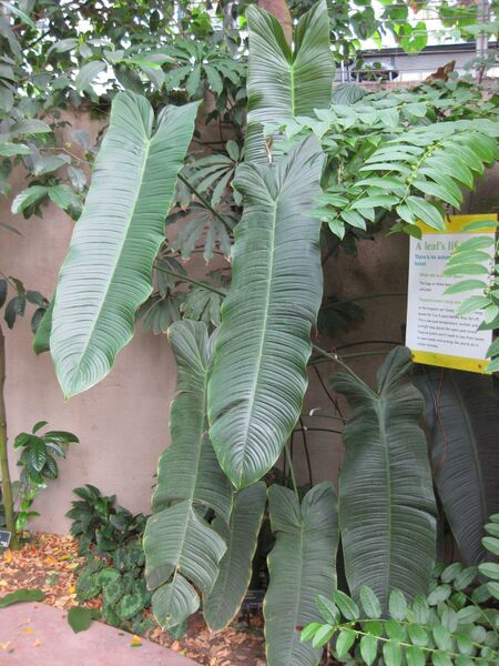 File:IMG 1753 hunt09oct.jpg