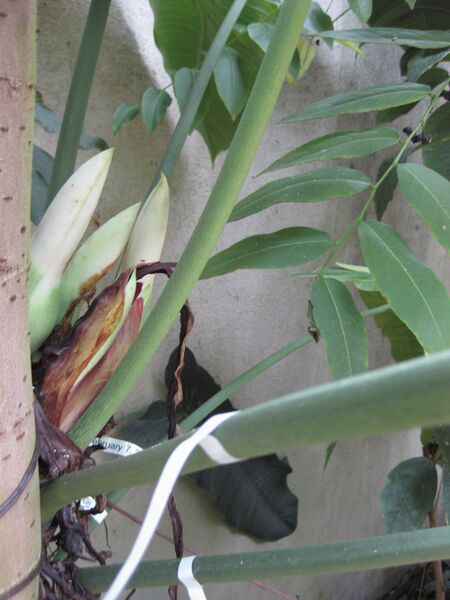 File:IMG 1754 hunt09oct.jpg