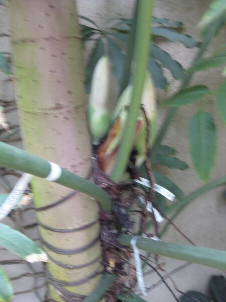 File:IMG 1755 hunt09oct.jpg