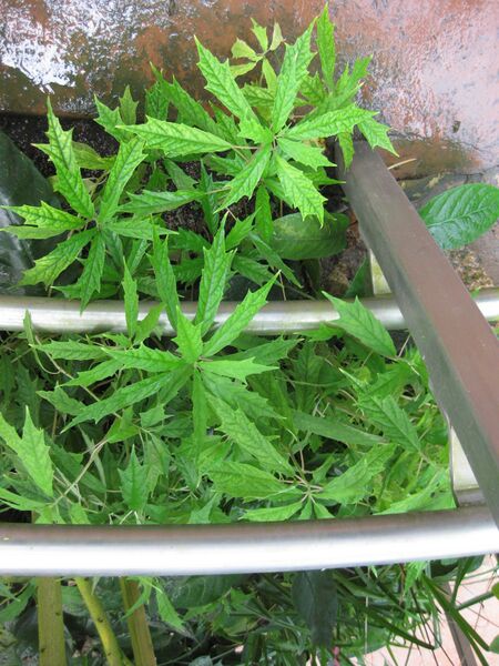 File:IMG 1757 hunt09oct.jpg