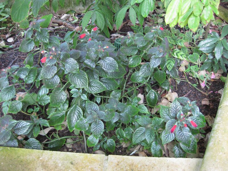 File:IMG 1760 hunt09oct.jpg