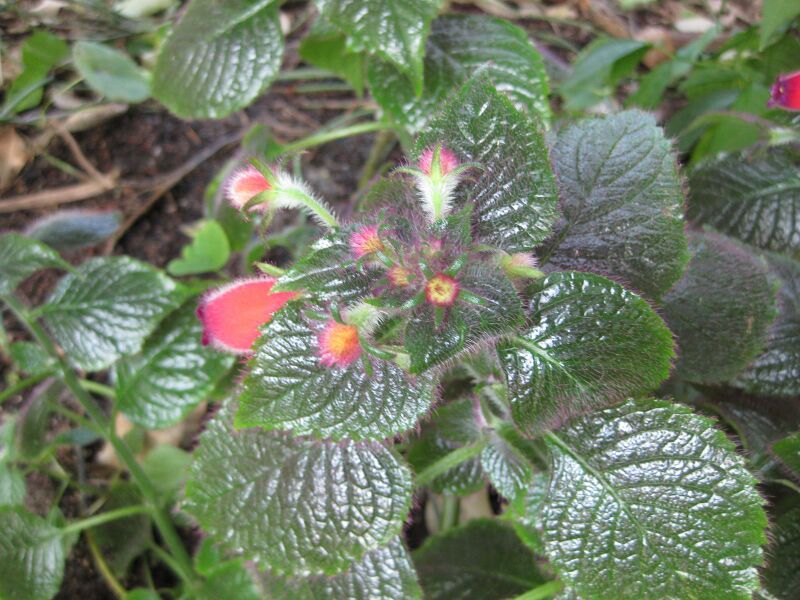 File:IMG 1761 hunt09oct.jpg