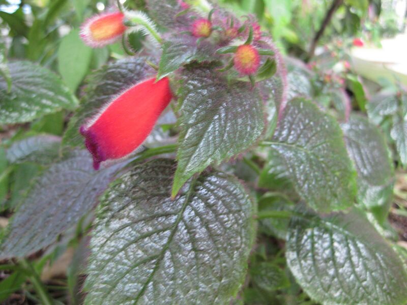 File:IMG 1762 hunt09oct.jpg