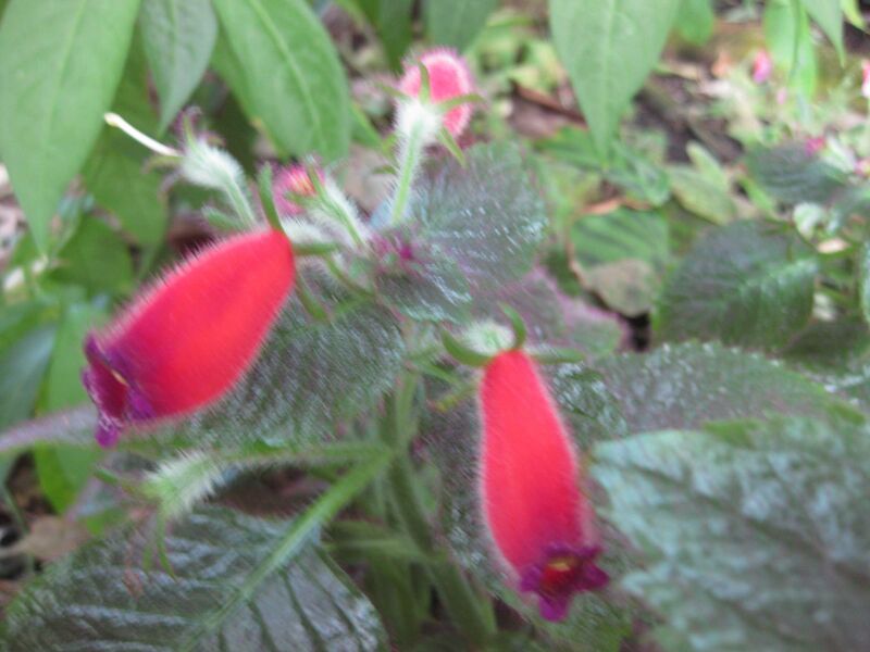 File:IMG 1763 hunt09oct.jpg