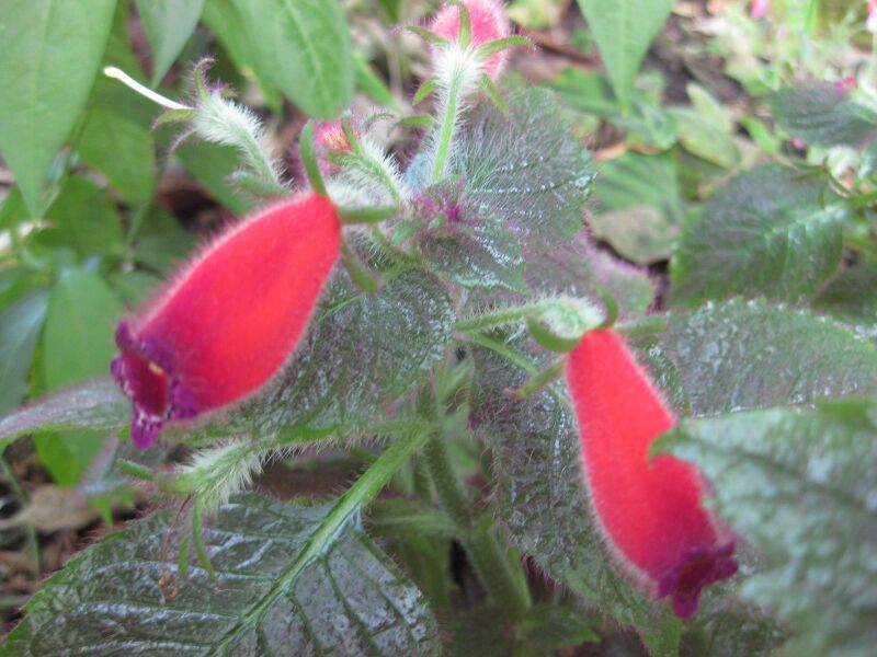 File:IMG 1764 hunt09oct.jpg