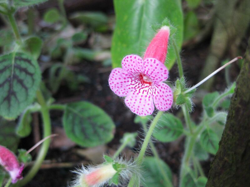 File:IMG 1766 hunt09oct.jpg