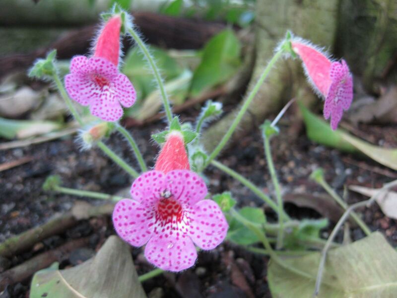 File:IMG 1767 hunt09oct.jpg