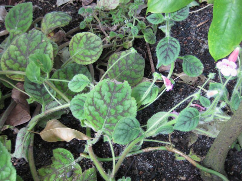 File:IMG 1768 hunt09oct.jpg