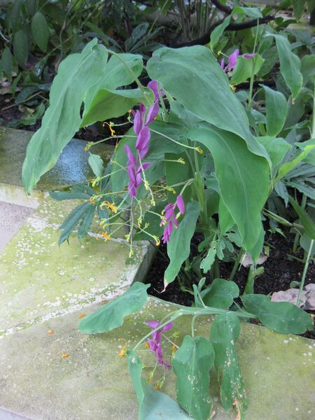 File:IMG 1769 hunt09oct.jpg