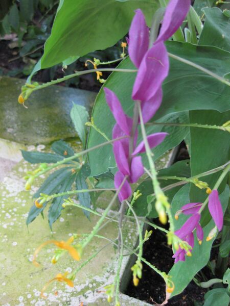 File:IMG 1770 hunt09oct.jpg