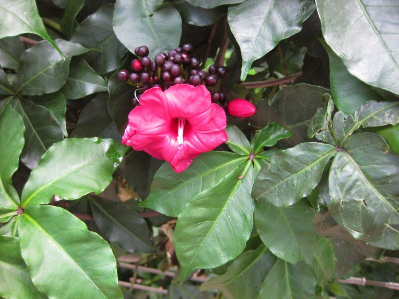 File:IMG 1781 hunt09oct.jpg