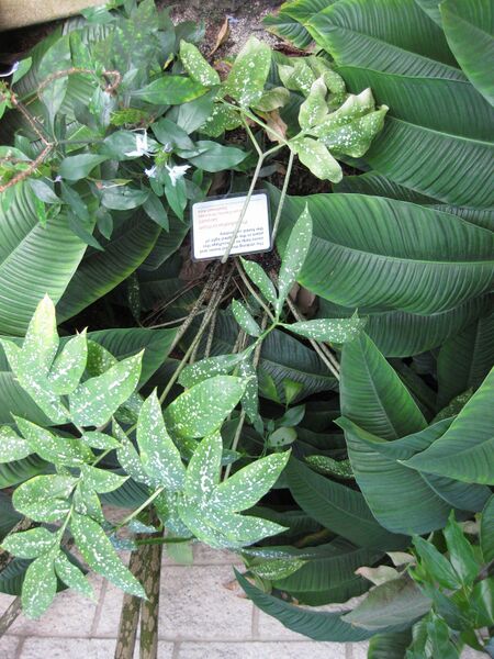 File:IMG 1782 hunt09oct.jpg