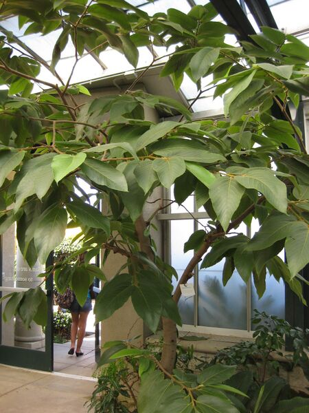 File:IMG 1785 hunt09oct.jpg