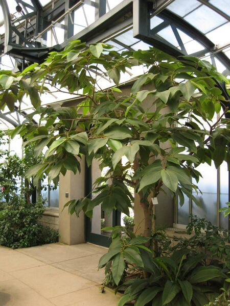 File:IMG 1786 hunt09oct.jpg