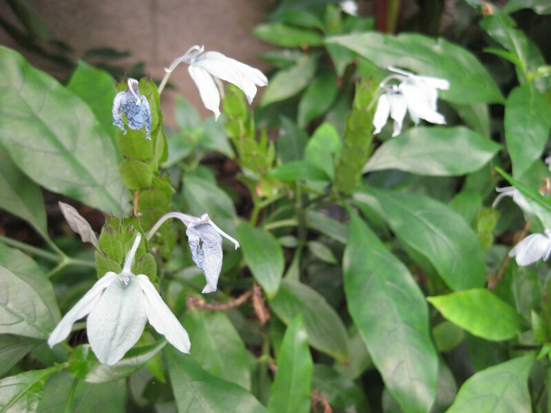 File:IMG 1788 hunt09oct.jpg