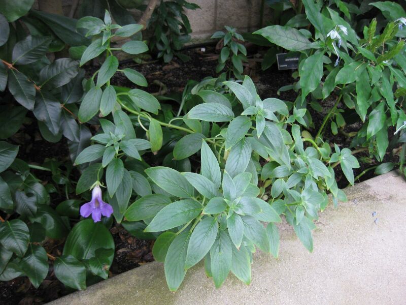 File:IMG 1789 hunt09oct.jpg