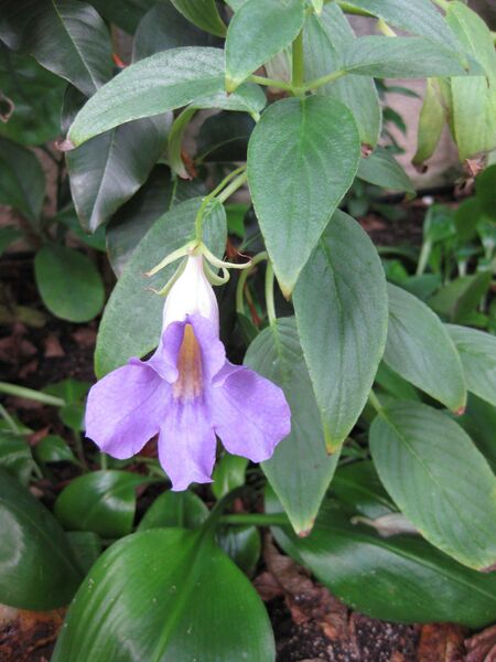 File:IMG 1790 hunt09oct.jpg