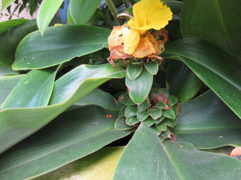 File:IMG 1797 hunt09oct.jpg