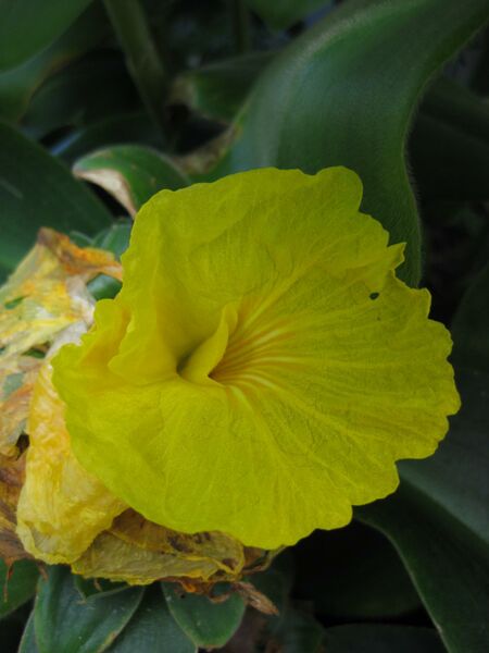 File:IMG 1798 hunt09oct.jpg