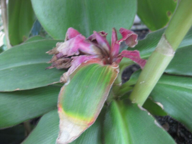 File:IMG 1800 hunt09oct.jpg