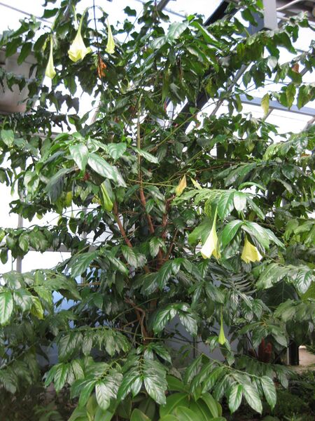 File:IMG 1803 hunt09oct.jpg