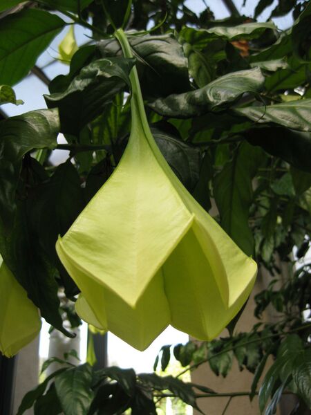 File:IMG 1806 hunt09oct.jpg