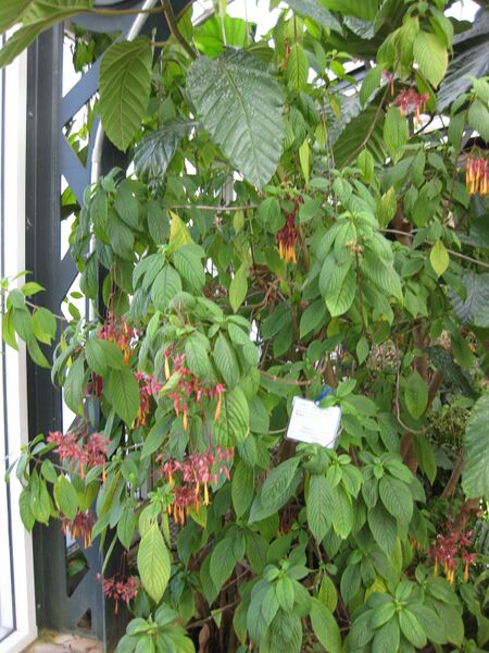 File:IMG 1814 hunt09oct.jpg