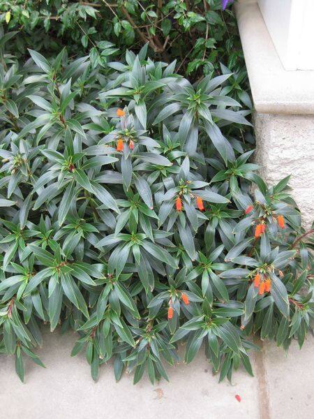 File:IMG 1819 hunt09oct.jpg