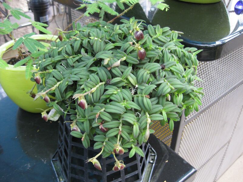 File:IMG 1822 hunt09oct.jpg