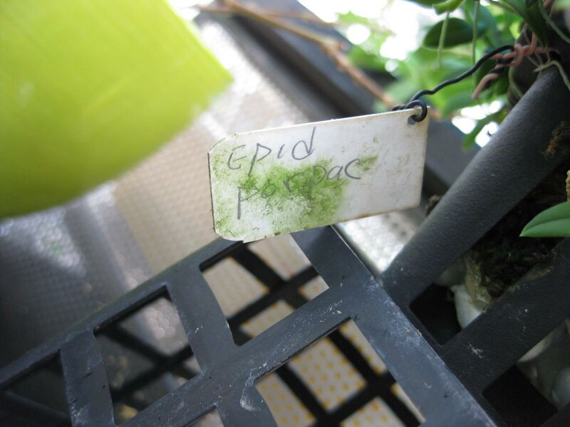 File:IMG 1824 hunt09oct.jpg