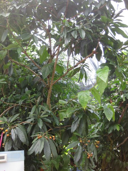 File:IMG 1825 hunt09oct.jpg