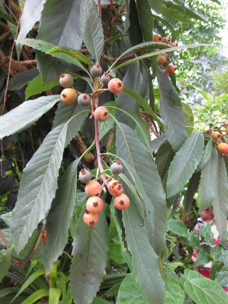 File:IMG 1826 hunt09oct.jpg