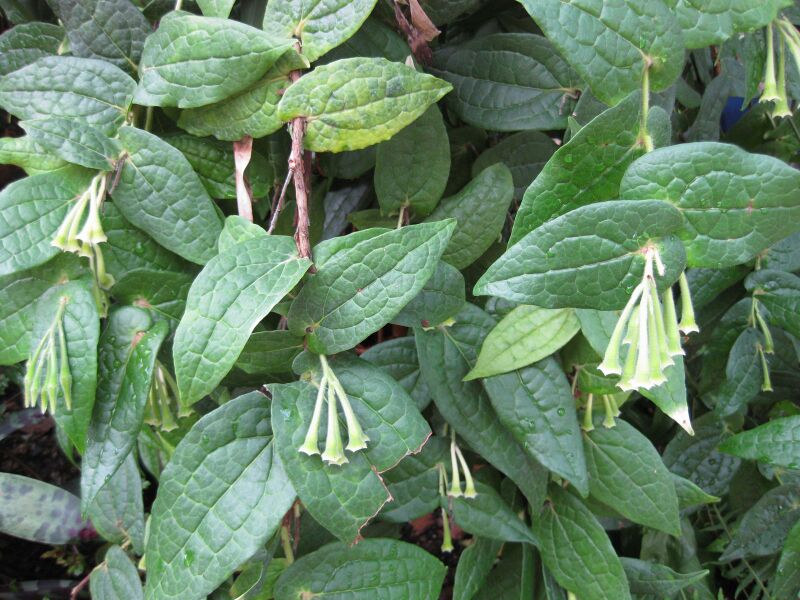 File:IMG 1827 hunt09oct.jpg