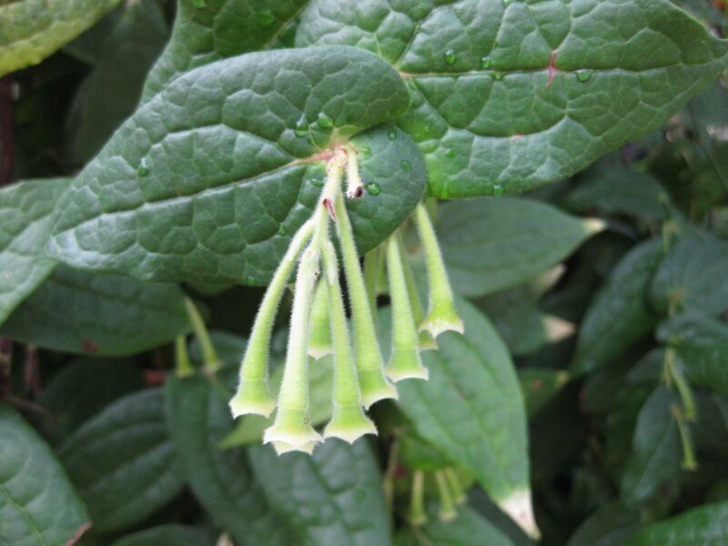 File:IMG 1828 hunt09oct.jpg