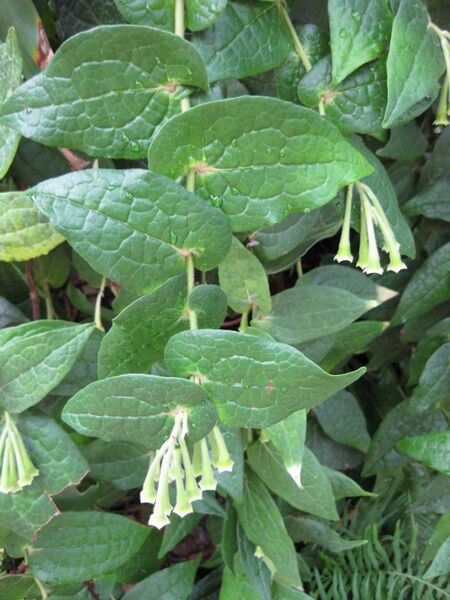 File:IMG 1829 hunt09oct.jpg