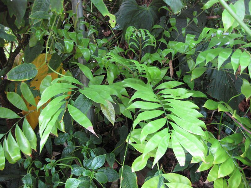 File:IMG 1830 hunt09oct.jpg