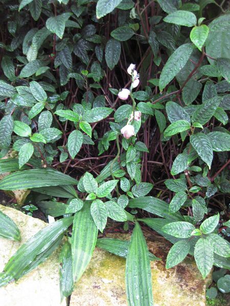 File:IMG 1831 hunt09oct.jpg