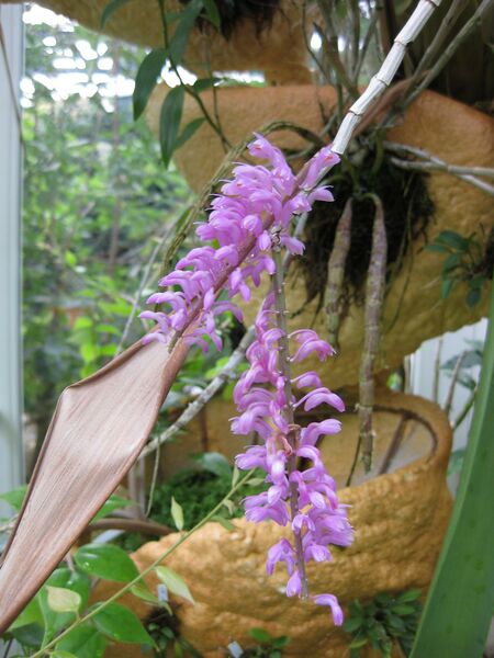 File:IMG 1838 hunt09oct.jpg