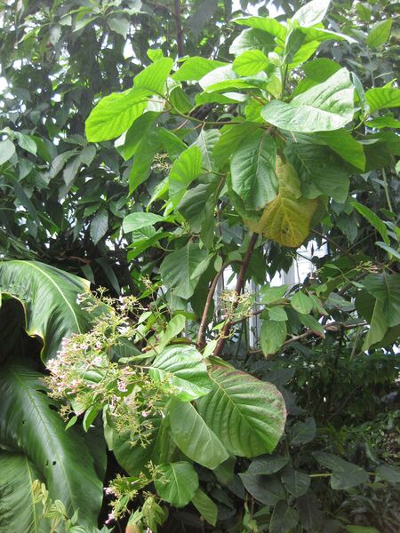 File:IMG 1840 hunt09oct.jpg