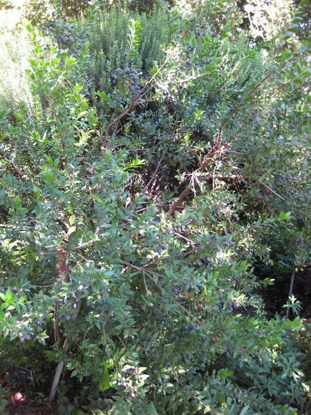 File:IMG 1843 hunt09oct.jpg