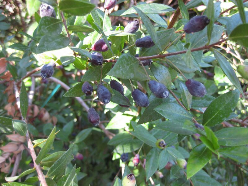 File:IMG 1844 hunt09oct.jpg