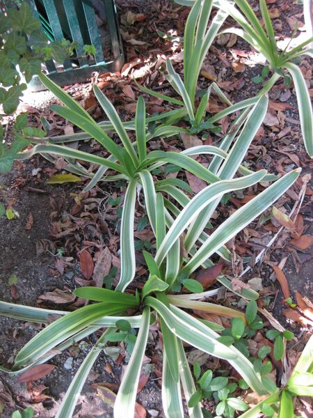 File:IMG 1846 hunt09oct.jpg