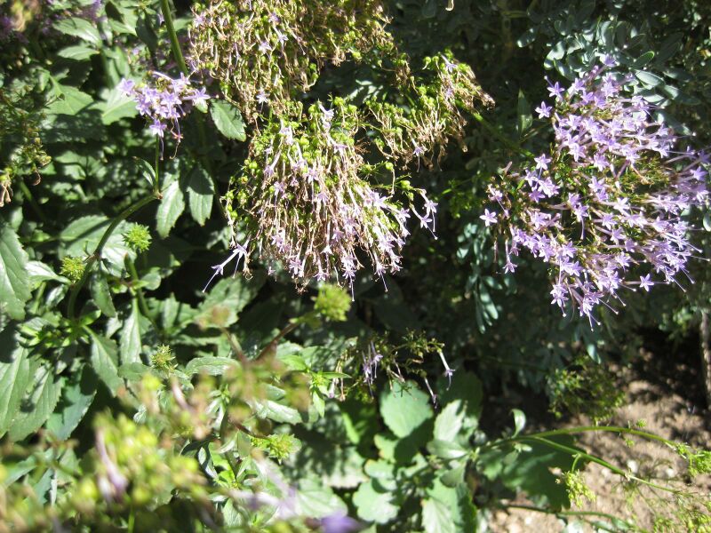 File:IMG 1850 hunt09oct.jpg