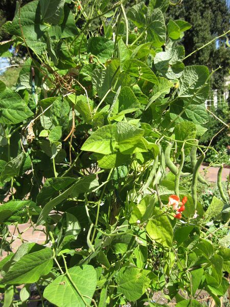 File:IMG 1851 hunt09oct.jpg