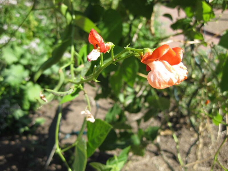 File:IMG 1853 hunt09oct.jpg