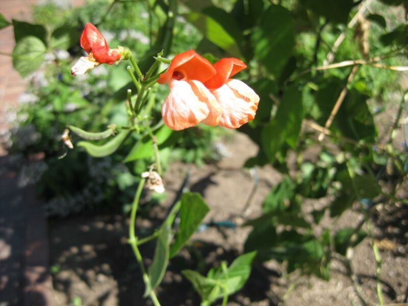 File:IMG 1854 hunt09oct.jpg