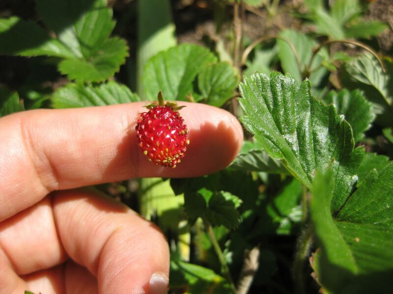 File:IMG 1857 hunt09oct.jpg